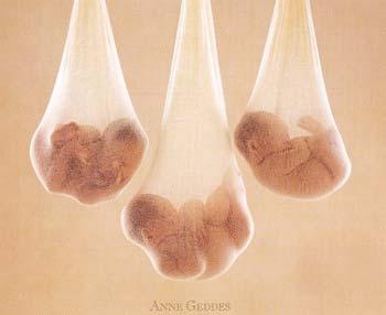 anne geddes