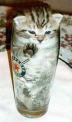 chat